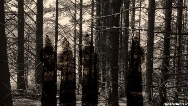  عکس جنگل ترسناک واقعی