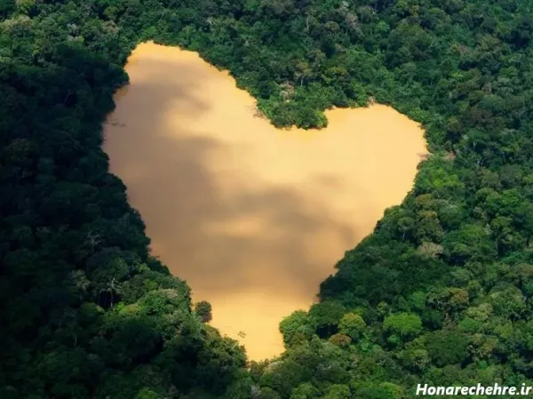  عکس جنگل ترسناک واقعی