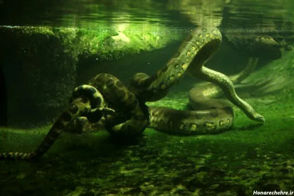  عکس جنگل ترسناک واقعی