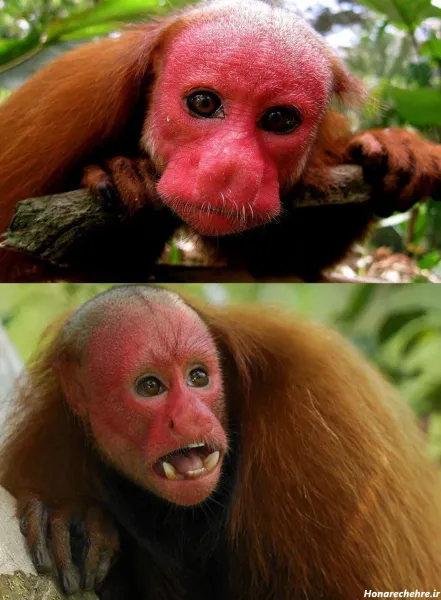  عکس جنگل ترسناک واقعی