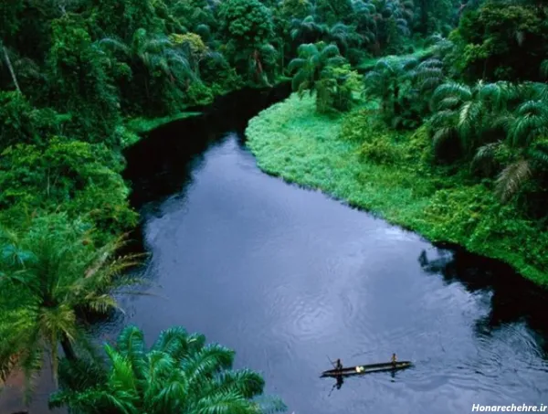  عکس جنگل ترسناک واقعی