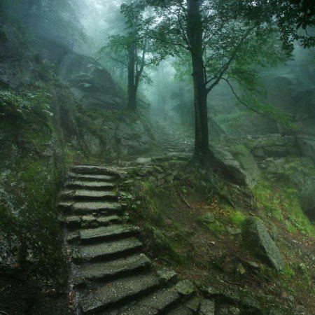  عکس جنگل زیبا برای پروفایل