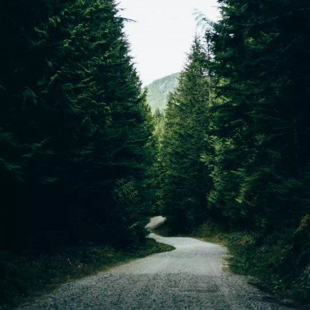  عکس جنگل زیبا برای پروفایل