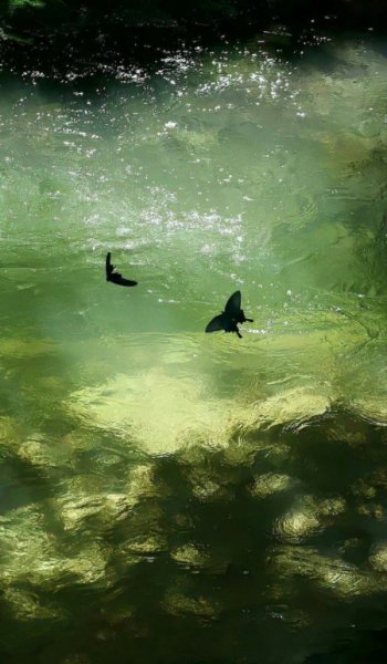  عکس جنگل زیبا برای پروفایل