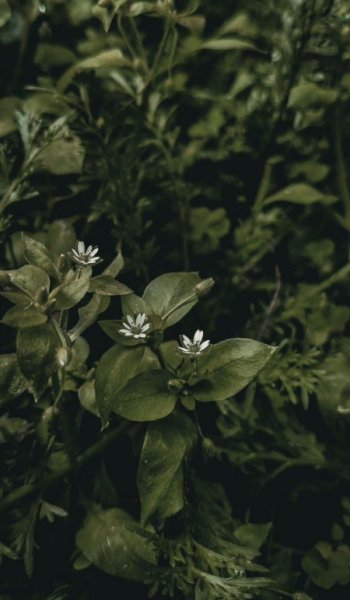  عکس جنگل زیبا برای پروفایل