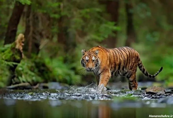  عکس جنگل واقعی با حیوانات