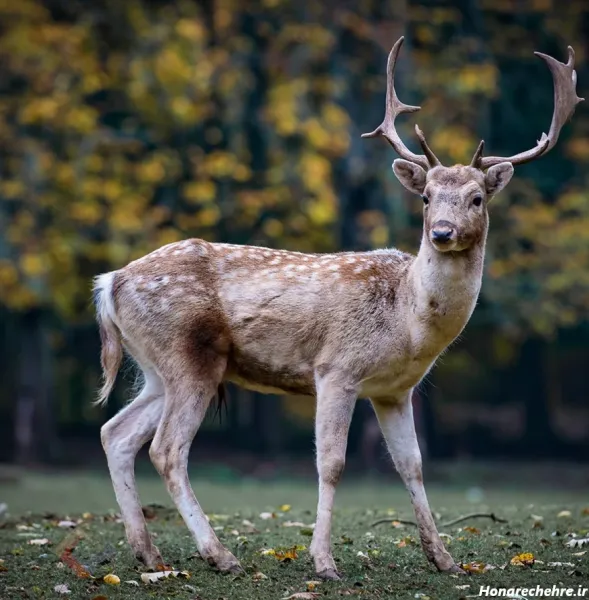  عکس جنگل واقعی با حیوانات
