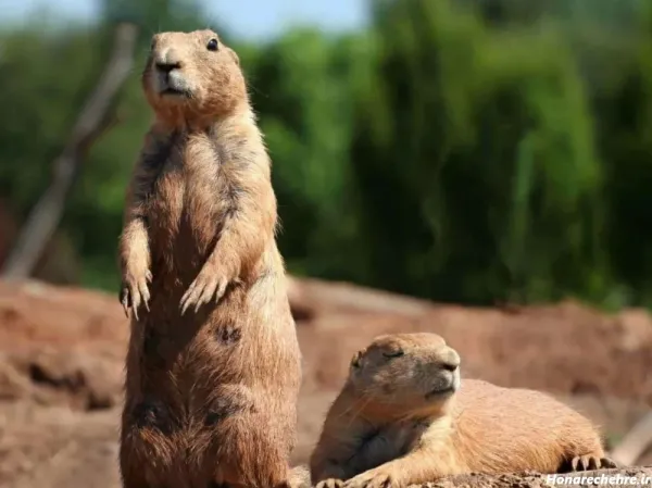  عکس جنگل واقعی با حیوانات