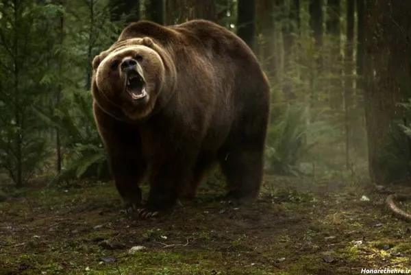  عکس جنگل واقعی با حیوانات