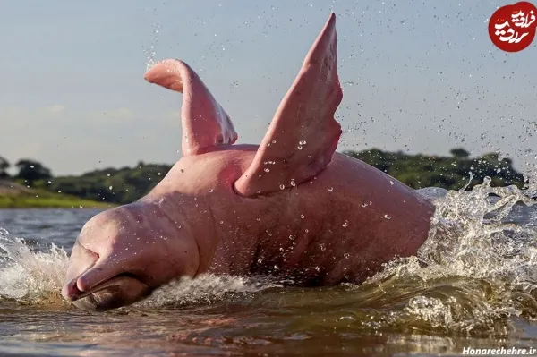  عکس جنگل واقعی با حیوانات