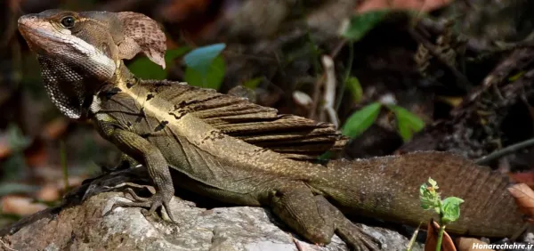  عکس جنگل واقعی با حیوانات