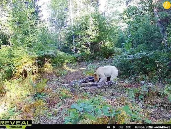  عکس جنگل واقعی با حیوانات