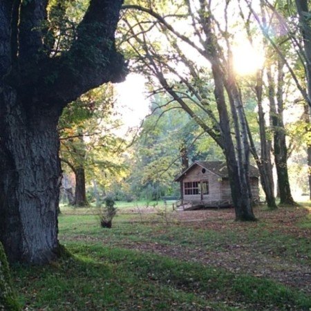  عکس جنگل تاریک برای پروفایل