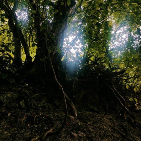  عکس جنگل تاریک برای پروفایل