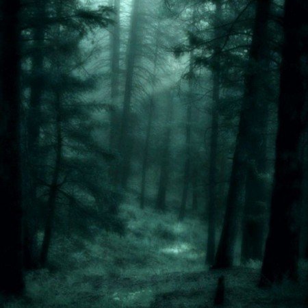  عکس جنگل تاریک برای پروفایل