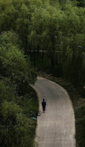  عکس جنگل رویایی