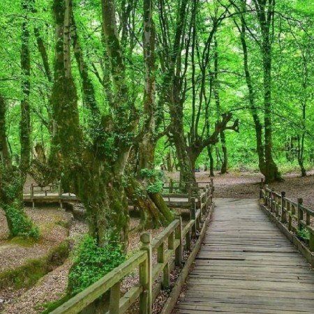  عکس جنگل رویایی