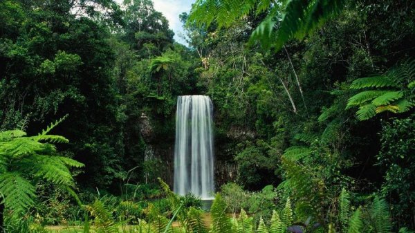  زیباترین عکس جنگل