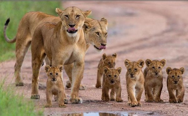  زیباترین عکس جنگل