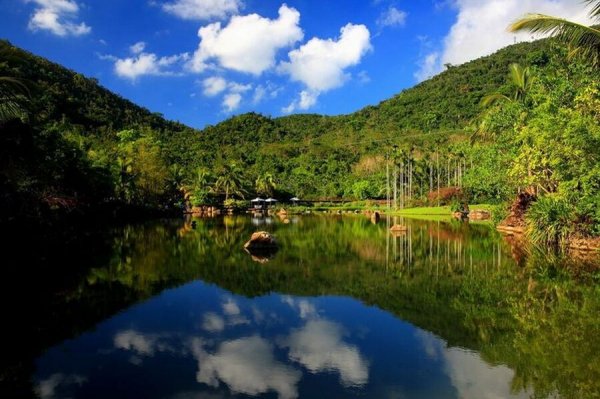  عکس جنگل سرسبز