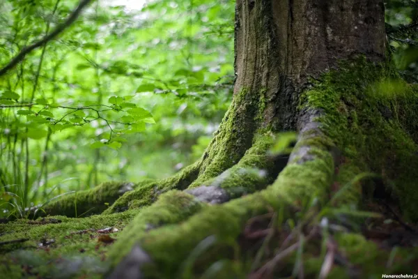  عکس جنگل شمال طبیعی