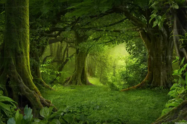  عکس جنگل شمال طبیعی