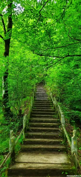  عکس جنگل شمال طبیعی