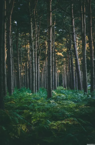  عکس جنگل شمال طبیعی