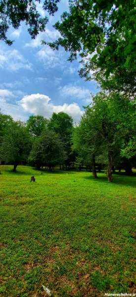  عکس جنگل شمال طبیعی