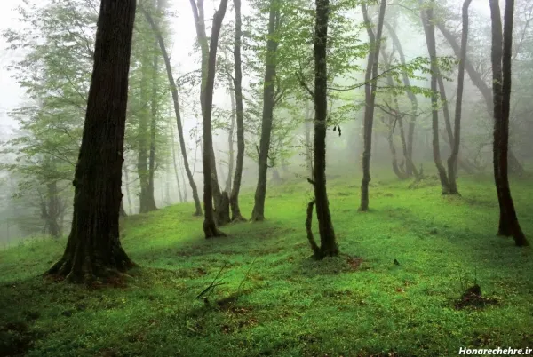  عکس جنگل شمال رامسر