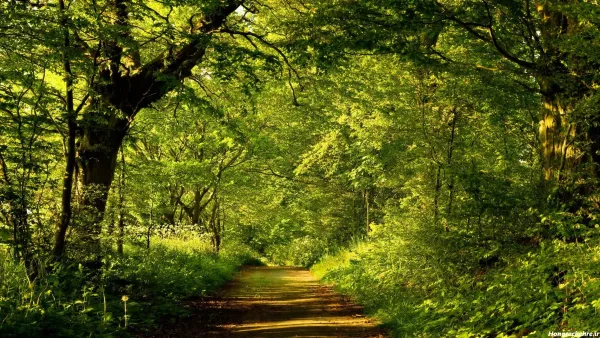  عکس جنگل شمال رامسر