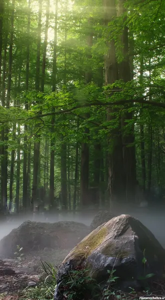 عکس جنگل دالخانی رامسر