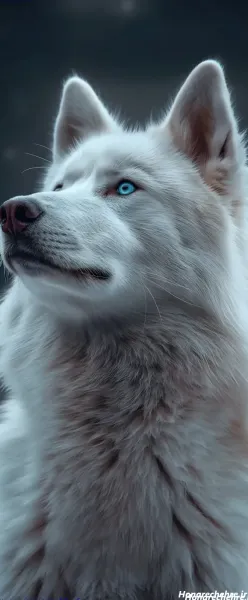  عکس حیوانات وحشی با کیفیت بالا