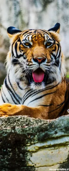  عکس حیوانات وحشی با کیفیت بالا