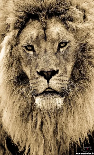  عکس حیوانات وحشی و ترسناک