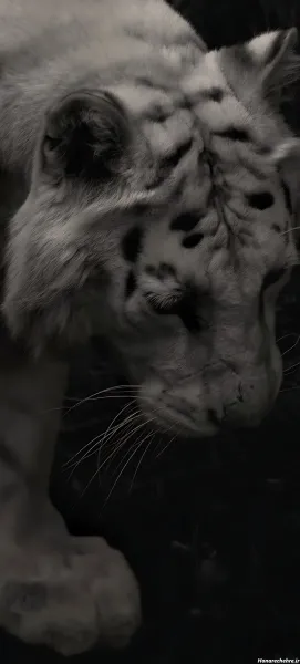  عکس حیوانات وحشی و ترسناک