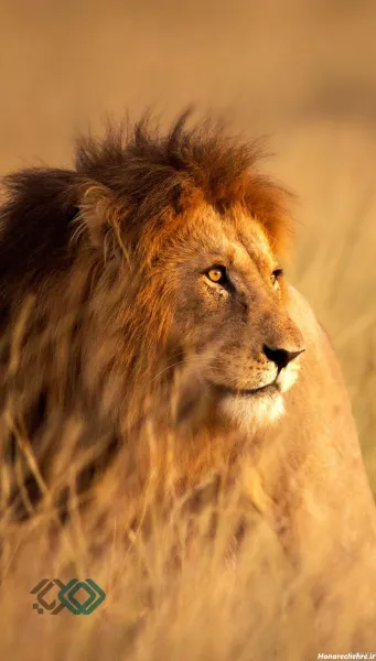  عکس حیوانات وحشی و ترسناک