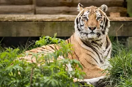  عکس حیوانات وحشی و اهلی