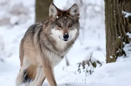  عکس حیوانات وحشی و اهلی