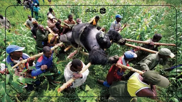 زیباترین عکس دنیا برای پروفایل