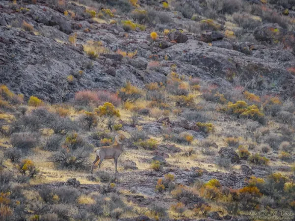  عکس های معروف طبیعت