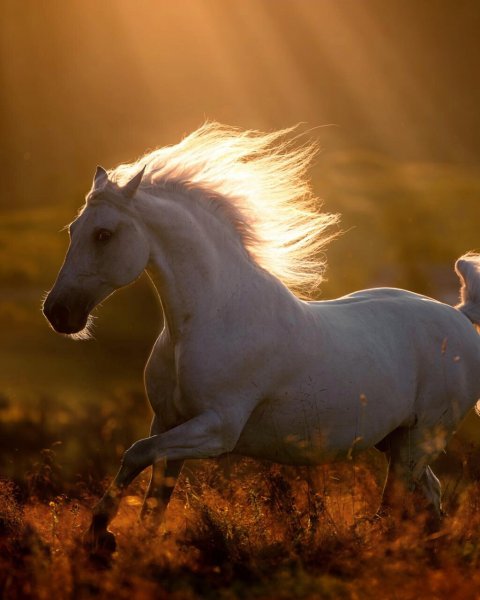  زیباترین عکس سال