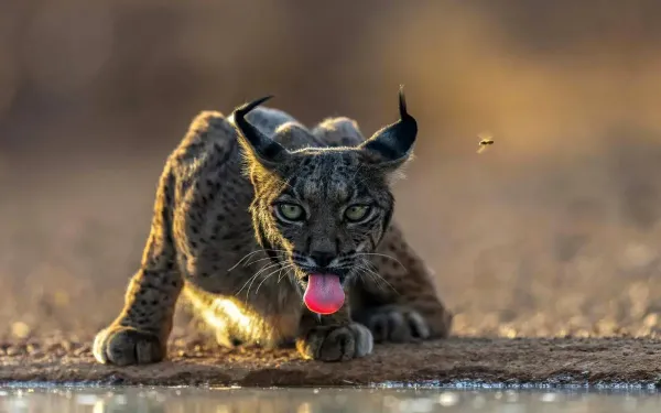  عکس سال نشنال جئوگرافیک ۲۰۲۵