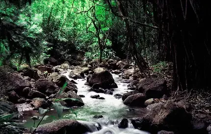  عکس رودخانه