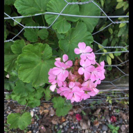 عکس گل گیاه