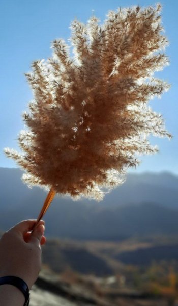  عکس گل گیاه