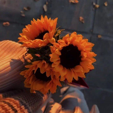  عکس گل گیاه