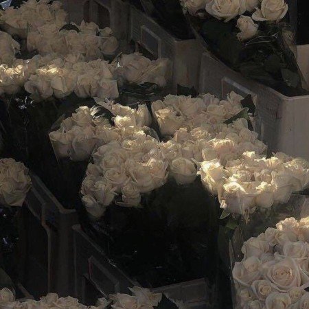  عکس گل گیاه