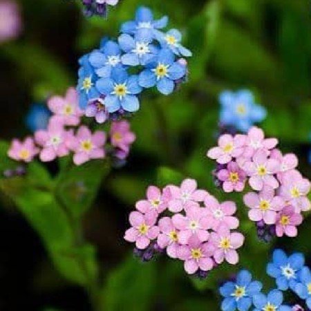  عکس گل گیاه