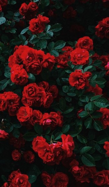  عکس گل گیاه